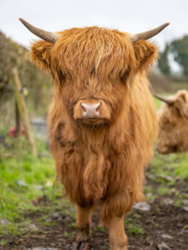 Beautiful animal