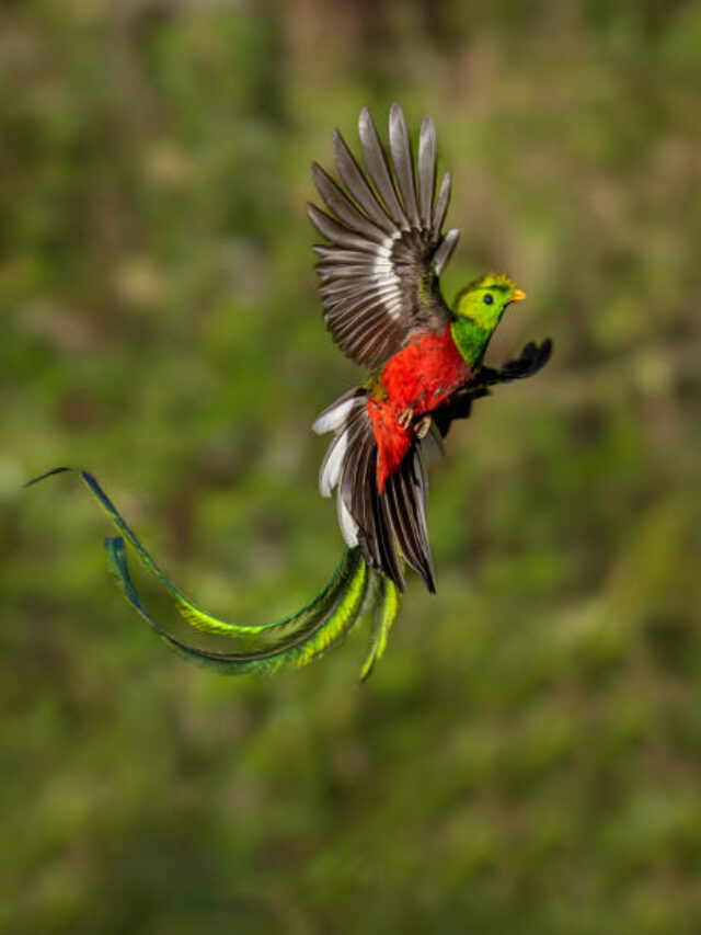 World’s Most Beautiful Images Of Birds