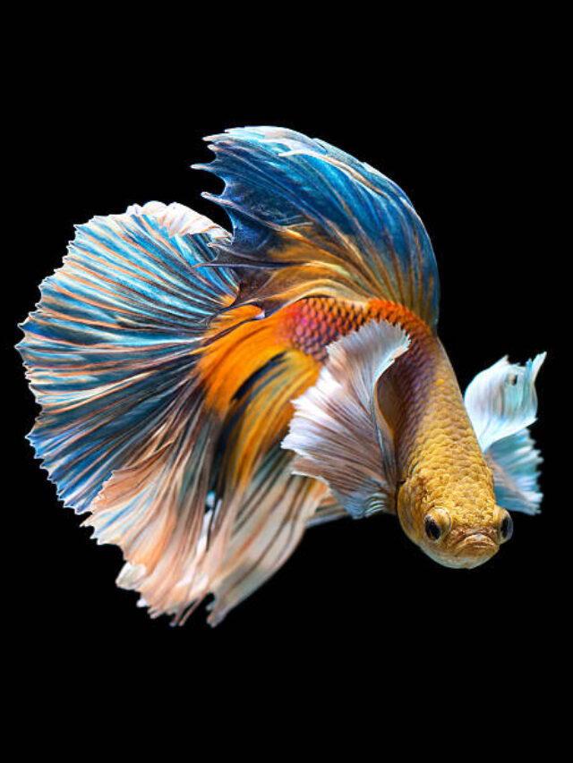 Top 3 Beautiful Fish