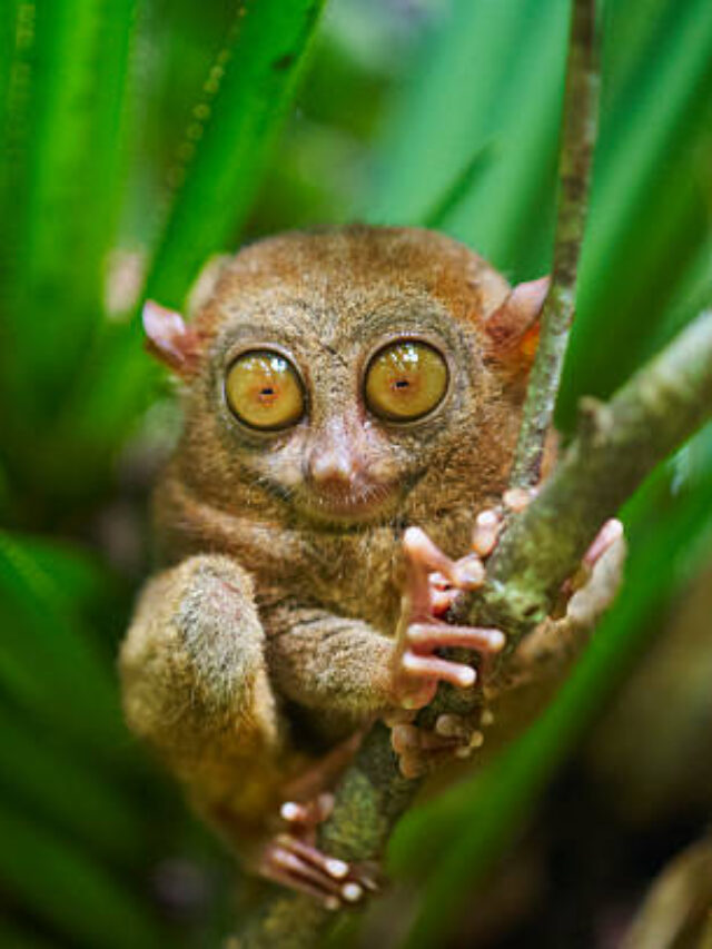 Rare animal image