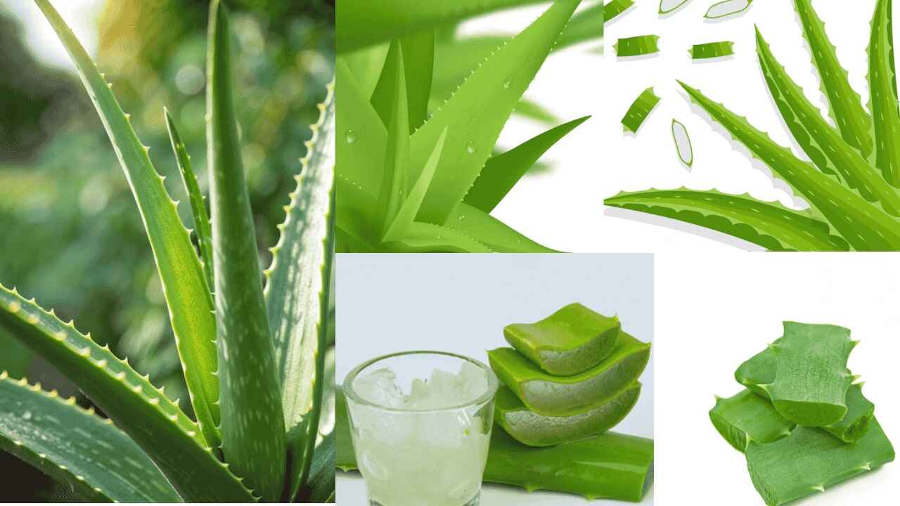 एलोवेरा के फायदे | 7 Benefits Of Aloe vera