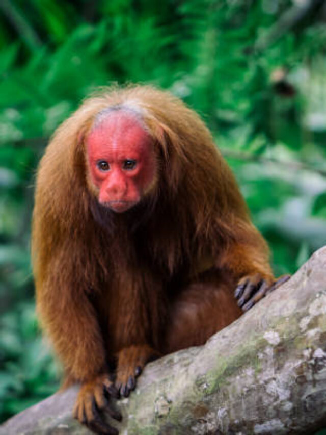 3 Facts About Bald Uakari Monkey